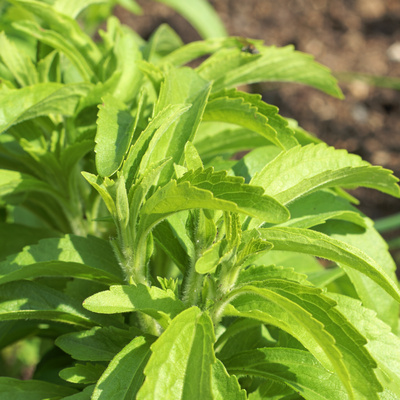 Stevia bei Fructoseintoleranz